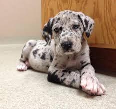 Welcome to tripp danes where our love and passion for the great dane breed is evident in everything we do. Akc Great Dane Puppies Ready May 10th For Sale In Fort Wayne Indiana Classified Americanlisted Com