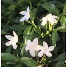 Bertie mcintosh] i was born in a cloud now i am falling i want you to catch me look up and you'll see me you know you can hear me. White Angel Flower Or Pandakaki Shopee Philippines