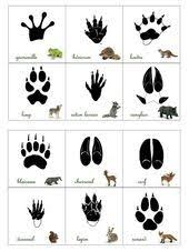 Pin On Animals