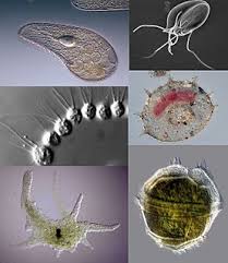 Protozoan Meaning In Tamil Shabdkosh