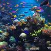 No, being an aquatic animal it needs an aquatic environment similar to its natural habitat. 3