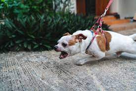 Why Do Dogs Bark At Sirens A Complete Overview