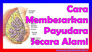 Bersenam adalah cara paling mudah untuk membuat payudara lebih sihat dan pejal. Cara Membesarkan Payudara Secara Alami Youtube