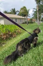 Kitty Holster Cat Harness