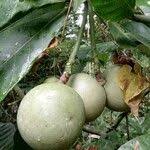 Image result for Tabernaemontana crassa