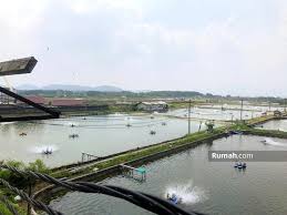 Tanah tambak sangat berpengaruh terhadap porositas. Tambak Udang Kalianda Lampung Selatan Way Urung Kalianda Lampung Selatan Lampung Tanah Dijual Oleh Yosafat Lumengkewas Rp 20 M 17699930