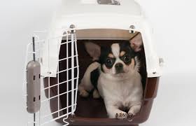 Best Chihuahua Crate