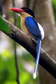 Papua New Guinea Blue Bird Of Paradise Pin On Beautiful Birds