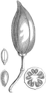 Image result for Brexia