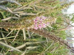 Image result for Uraria picta