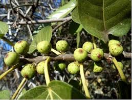 Image result for Ficus scassellatii