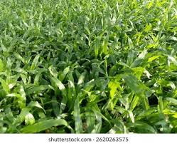 Image result for Axonopus