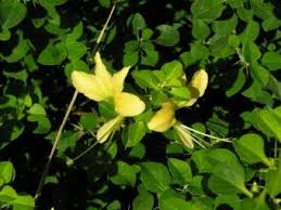 Image result for Barleria rhynchocarpa
