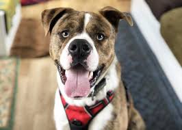 Essex RSPCA: 5 pets who are