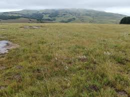 Image result for Perotis patens