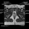 The pelvis's frame is made up of the bones of the pelvis, which connect the axial skeleton to the femurs, and therefore acts in weight bearing of the upper body. 1