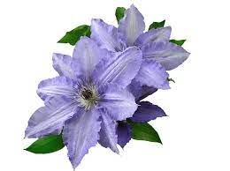 Lavender Flower Meaning In Odia Best Flower Wallpaper