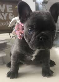 Enjoy our pictures & videos❤️ visit us online: Cutest Frenchies French Bulldog Blue Munchkin Cat French Bulldog