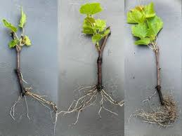 Image result for grapevine cuttings