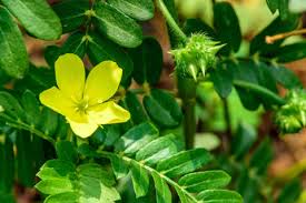 Image result for Tribulus excrucians