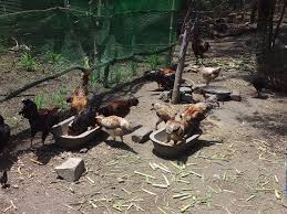 Nattu Koli chicken (hen), Packaging Size: 1 Kg, From 1 One Day Chicks Till  at ₹ 600kg in Coimbatore