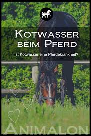 was ist kotwasser bei pferden und was kann ich dagegen tun hier erfahrst du mehr uber diese pferdekrankheit ein pferdekrankheiten pferde pferde pflege