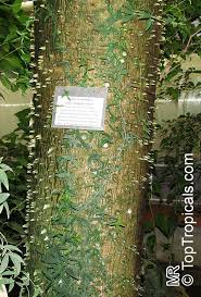 Image result for Sebaea pentandra