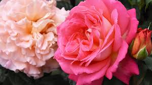 $4.59 large $6.89 47 chips & guacamole reg. Rosa Blumen Fur Ihren Garten Das Ist Die Top 10 Gartencenter Mencke