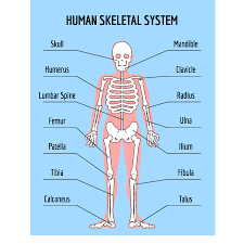 Learn more about the anatomy and function of the skull in humans and other vertebrates. Skeletons Facts Science Trek Idaho Public Television