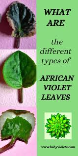 We did not find results for: What Are The Different Leaf Types Of African Violet Plants Baby Violets African Violets African Violets Plants Leaf Types