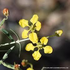 Image result for Janusia