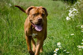 Hunde , katzen , pferde , kleintiere , nutztiere , reptilien , fische , vögel. Bordeaux Dogge Herz Fuer Tiere De