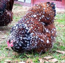 Jubilee Orpington Hen Laying Chickens Breeds Fancy Chickens Chickens Backyard