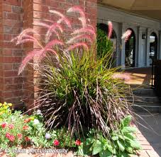 We did not find results for: Purple Fountain Grass Plant Resources Home Ttu
