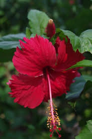 Berbagai bunga dari hibiscus hasil budidaya dapat mencapai diameter hingga 30 cm (warner dan erwin 2001), termasuk h. Pin On Beauty Flowers Plants