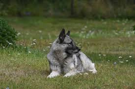 Important checklist for norwegian elkhound puppy. The Steep Norwegian Elkhound Price Lifetime Costs