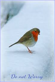 Birds Of The Air Matthew 6 25 34 26 Look At The Birds Of The Air They Do Not Sow Or Reap Or Store Away In Barns And Yet Your He Animals Beautiful Pet Birds Beautiful Birds