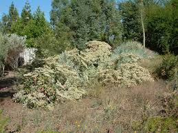 Image result for Eriosema angolense