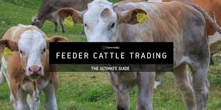 Feeder Cattle Learn How To Trade Agricultural Commodities