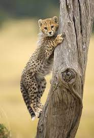 Climbing Cheetah Cheetah Cubs Cats Animals Beautiful