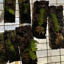 Image result for Angraecum distichum