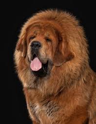 Their long coats and formidable size make them the perfect weapon against predators like tigers, snow leopards, and bears. Tibetan Mastiff Price Lifetime Costs Important Tips