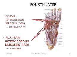19) list the action of the highlighted muscle. The Foot 2192021 Scnm Anat 604 The Foot
