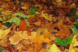 Maybe you would like to learn more about one of these? Kenapa Daun Berubah Warna Ketika Musim Luruh Melancong Ke Jepun