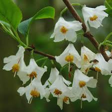 Image result for Halesia