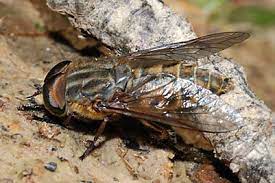 How To Catch Tabanids Horse Flies Using Live Hosts Nets Odour Baits Traps