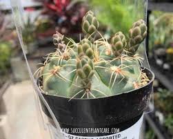 How much water do cacti need, and how often? Gymnocalycium Baldianum Dwarf Chin Cactus Care And Propagation Succulent Plant Care