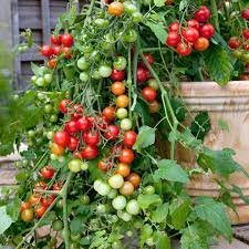Semi Determinate Tomato Varieties
