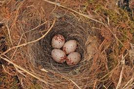 Eggs can be enjoyed as part of a healthy, balanced diet, but it's best to they should have these eggs cooked through until the white and yolk are solid. The Charm Of The Carolina Wren News Myeasternshoremd Com