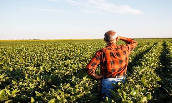 Resultado de imagem para ECONOMIA: PRODUTORES TÊM ATÉ SEGUNDA PARA ADERIR AO REFIS RURAL"